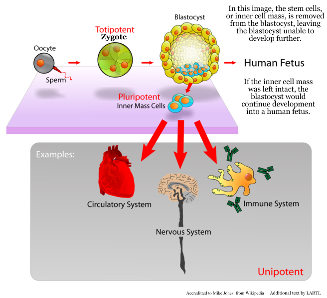 In human embryonic stem cell human embryonic stem cells. In human embryonic stem cell